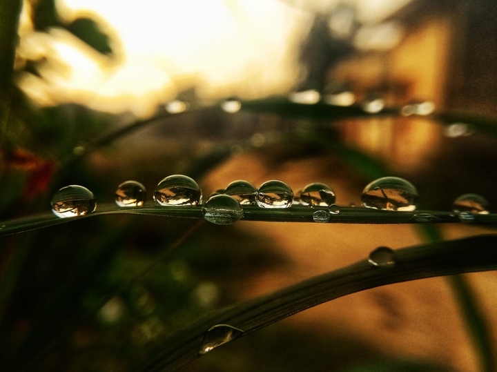 drops
