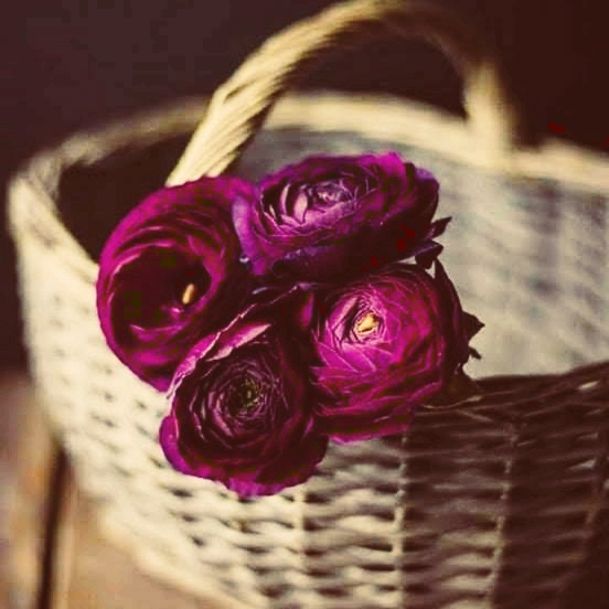 rose