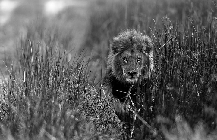Lion Лев
