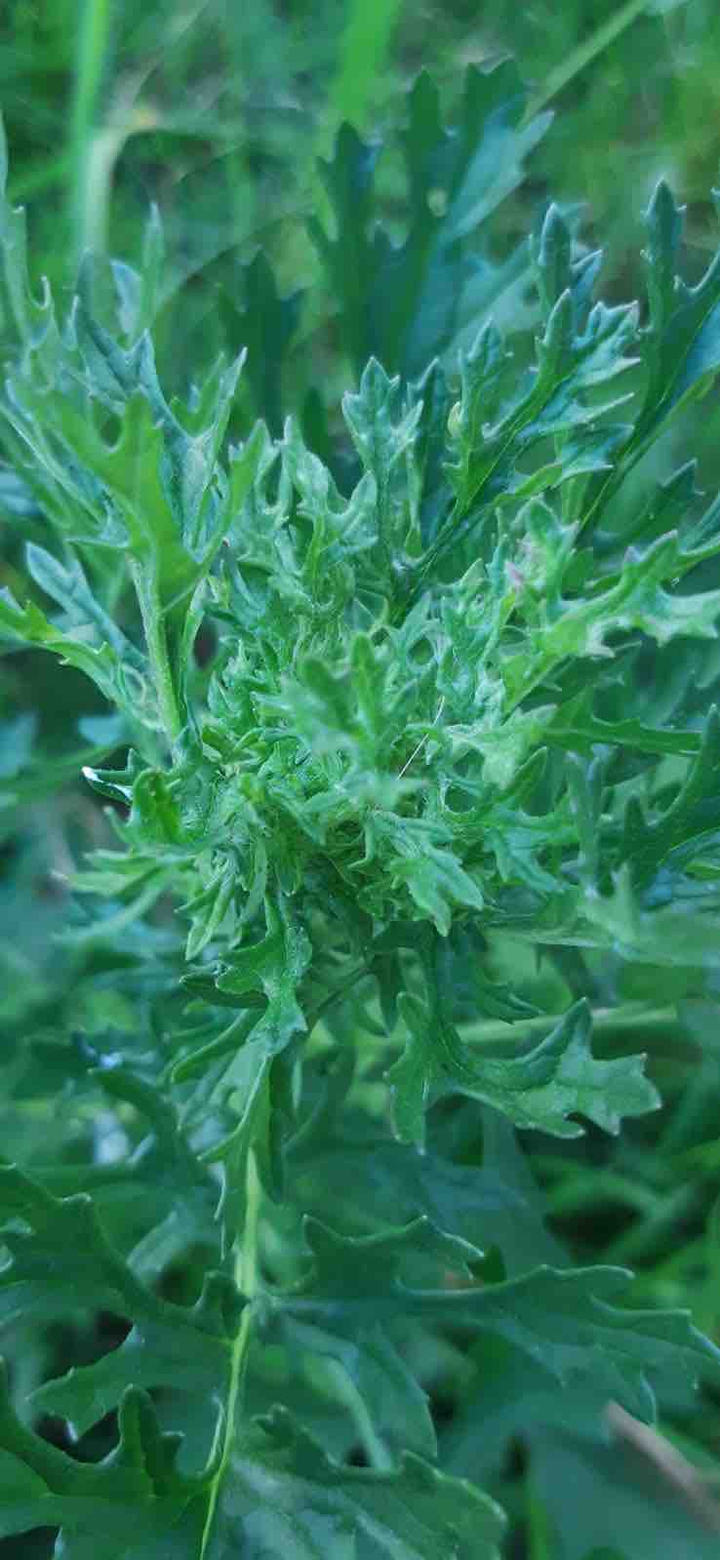 Leaf