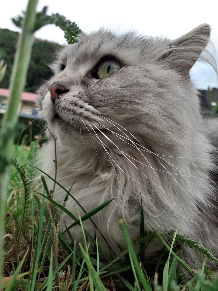 cute cat