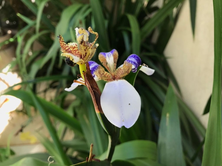 Orchids are a natural art!