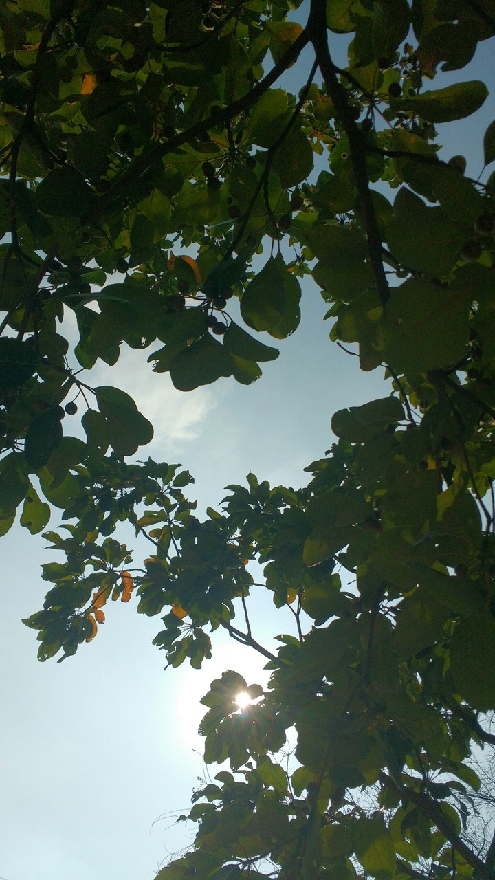 Sunny shadow