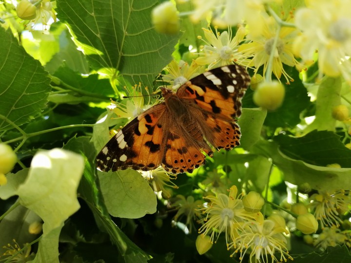 butterfly