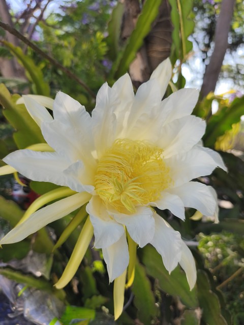 flower, Pollen wallpapers