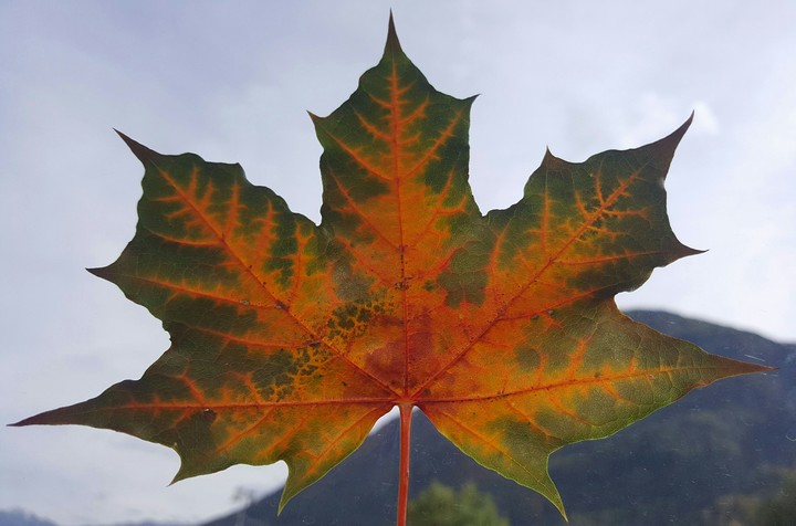 maple Leaf