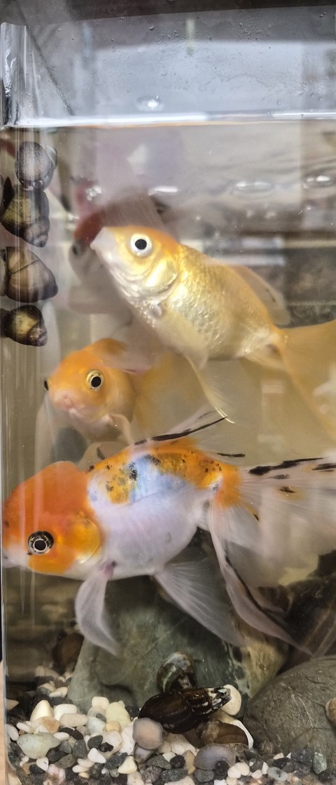 Fin, Fish achtergronden