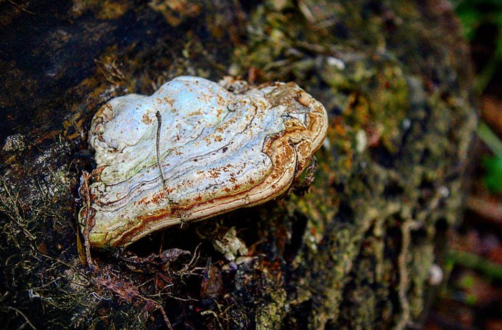 Mushroom in nature
