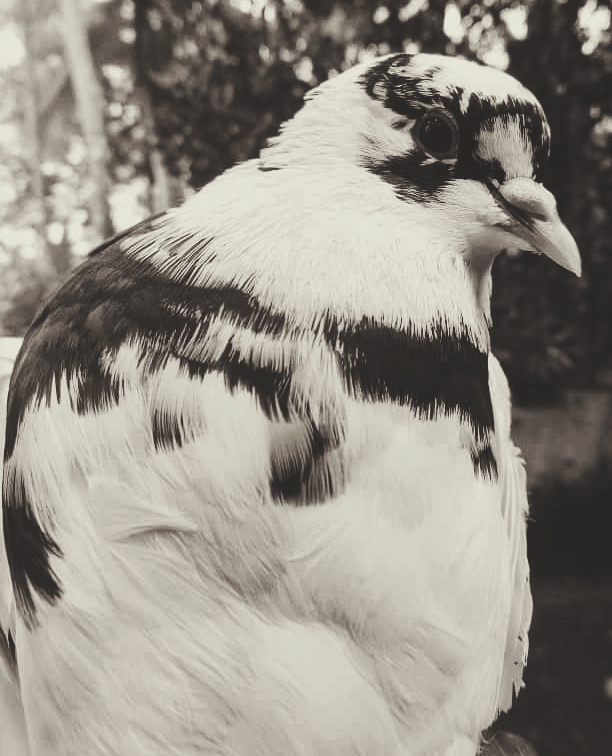 pigeon love