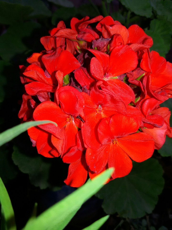 flower