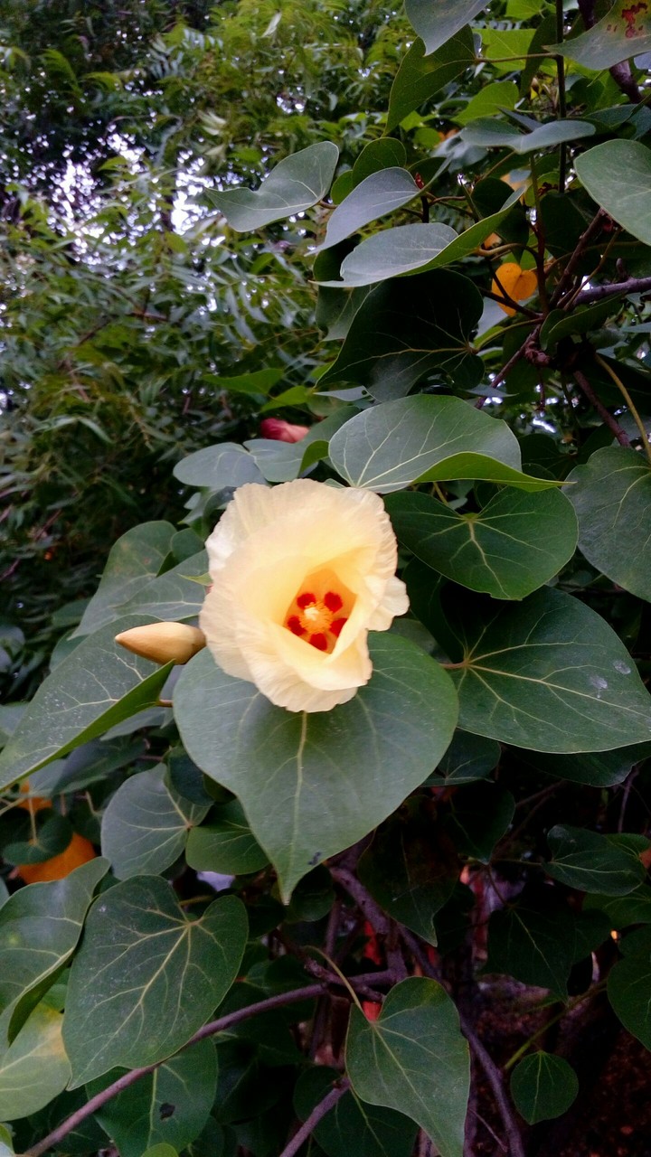 yellow flower