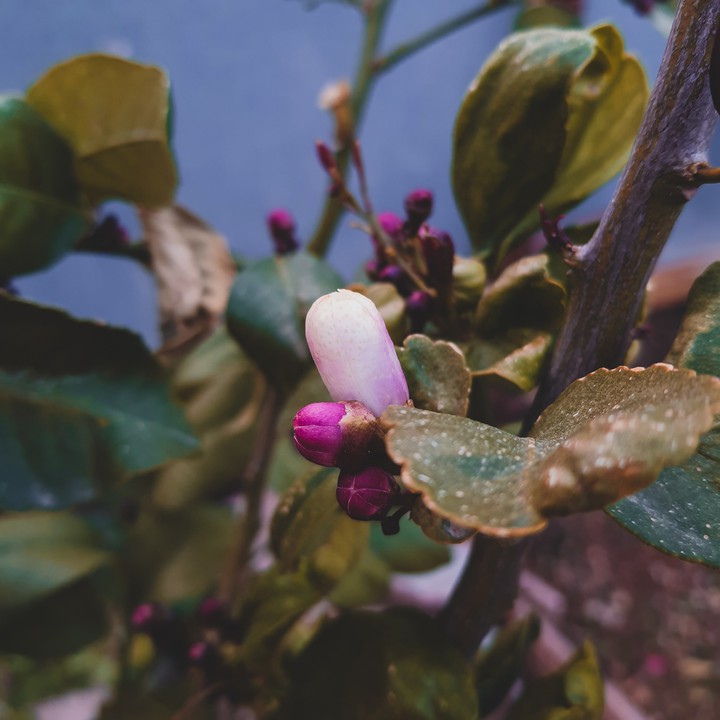 lemonns flowers