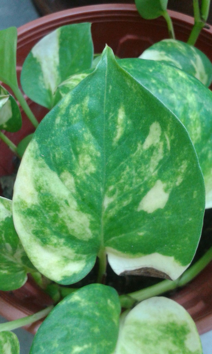 money plant