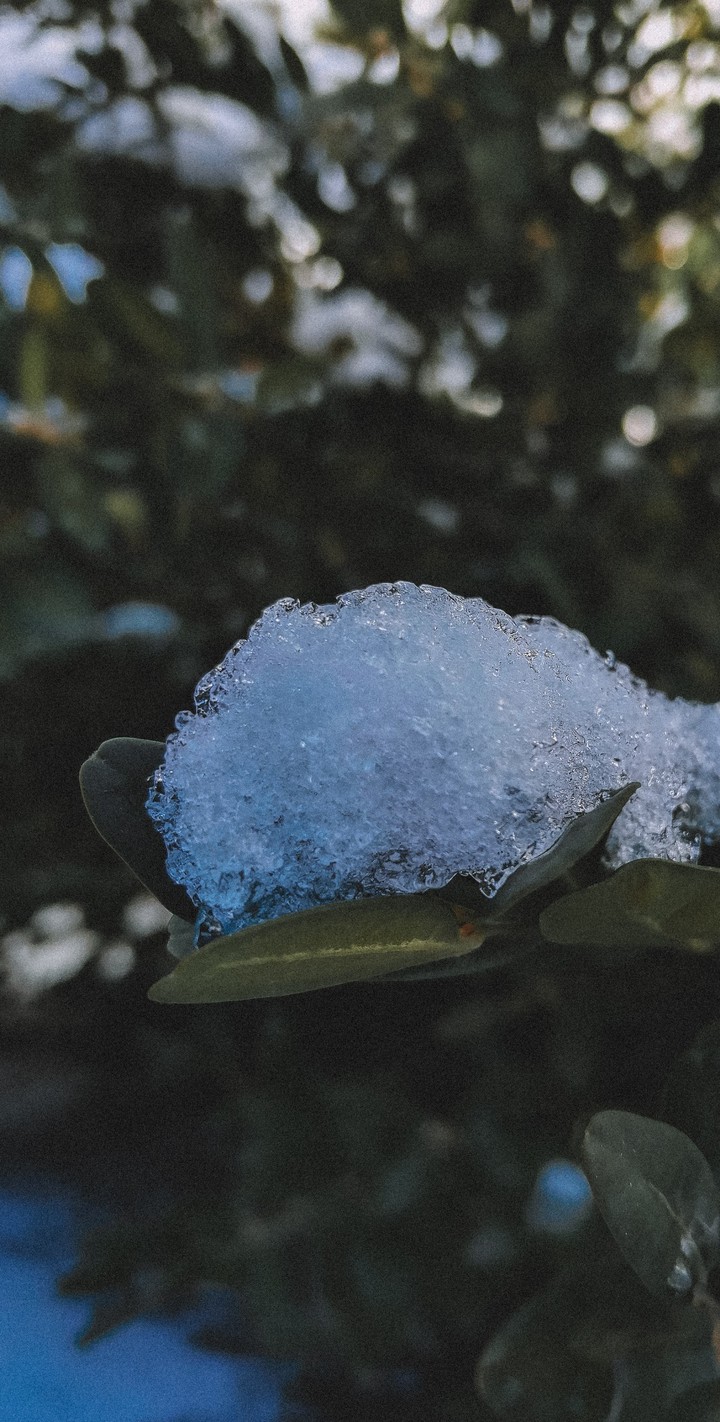 Snow jewel