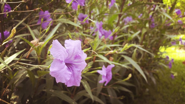 Lil flower