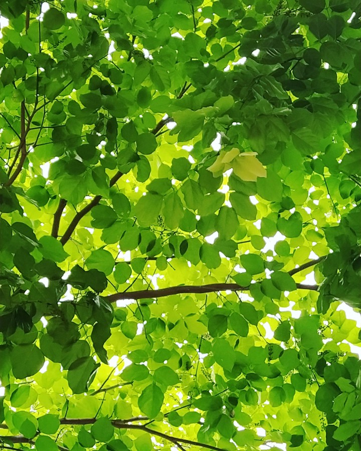 Roof of leaves ?