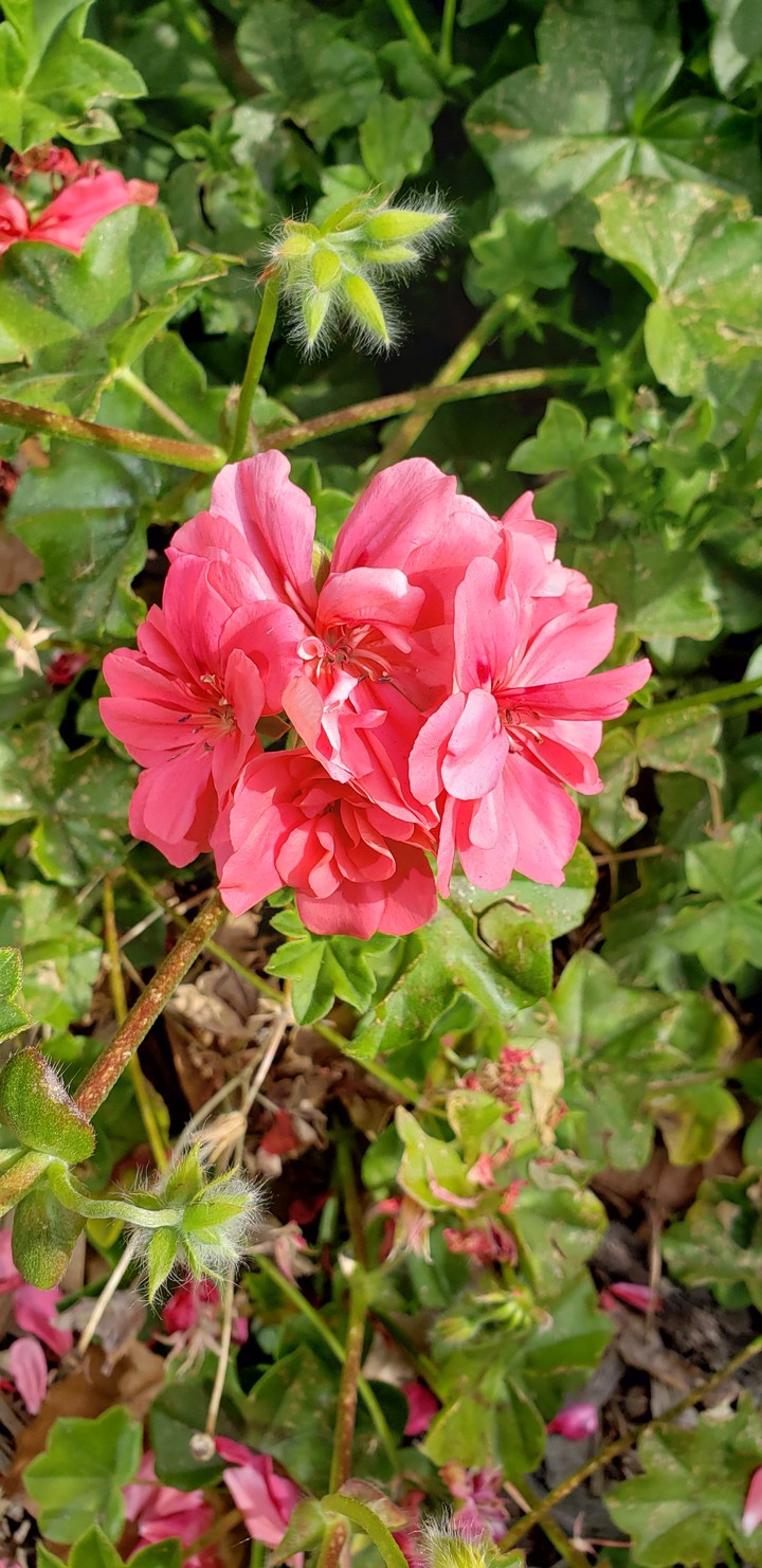 Spring