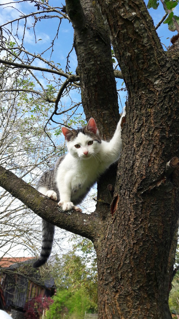 cat