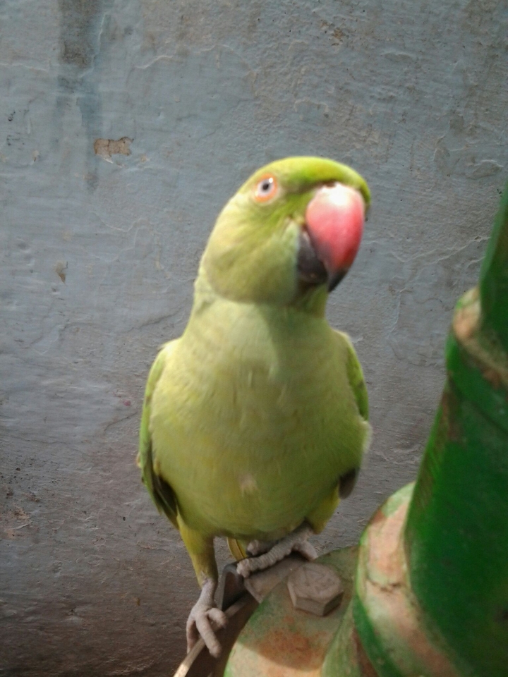 hi