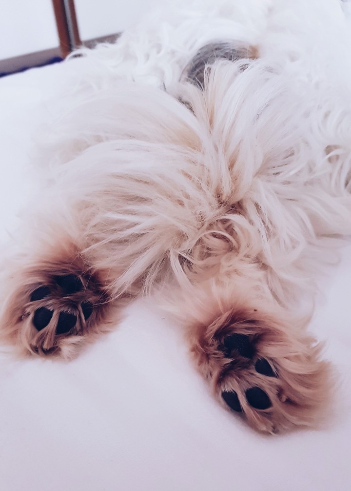 cute paws