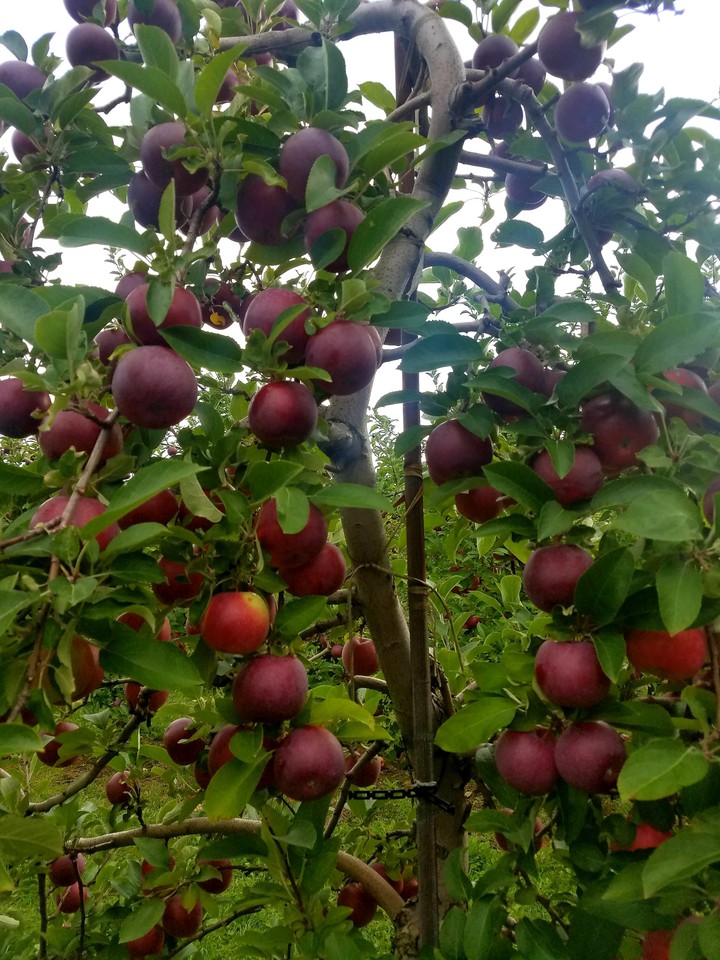 apple tree