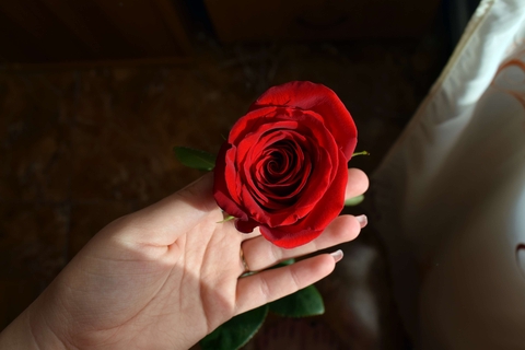 hand, flower वॉलपेपर