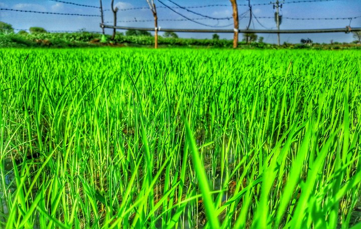 nature Photography