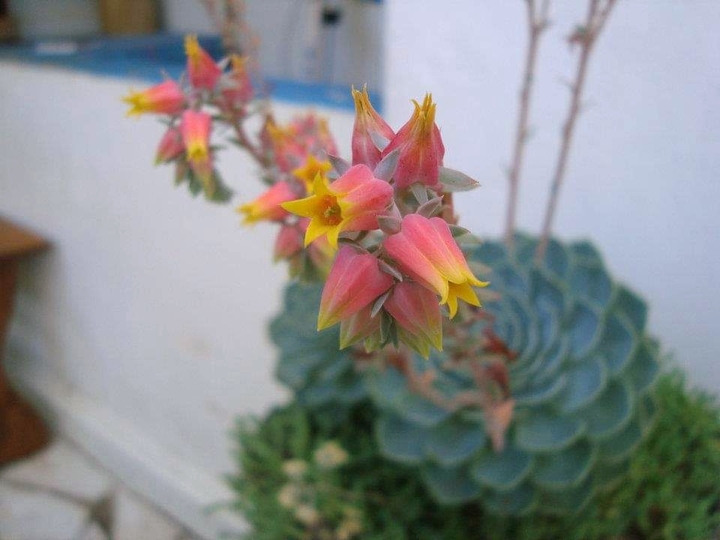 Suculentas