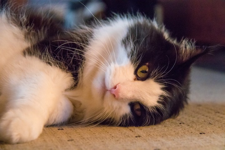 고양이 한 마리