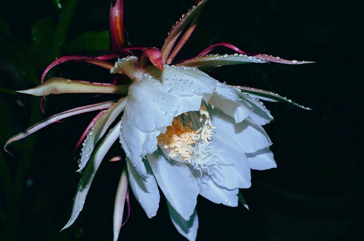 Droplets on petals