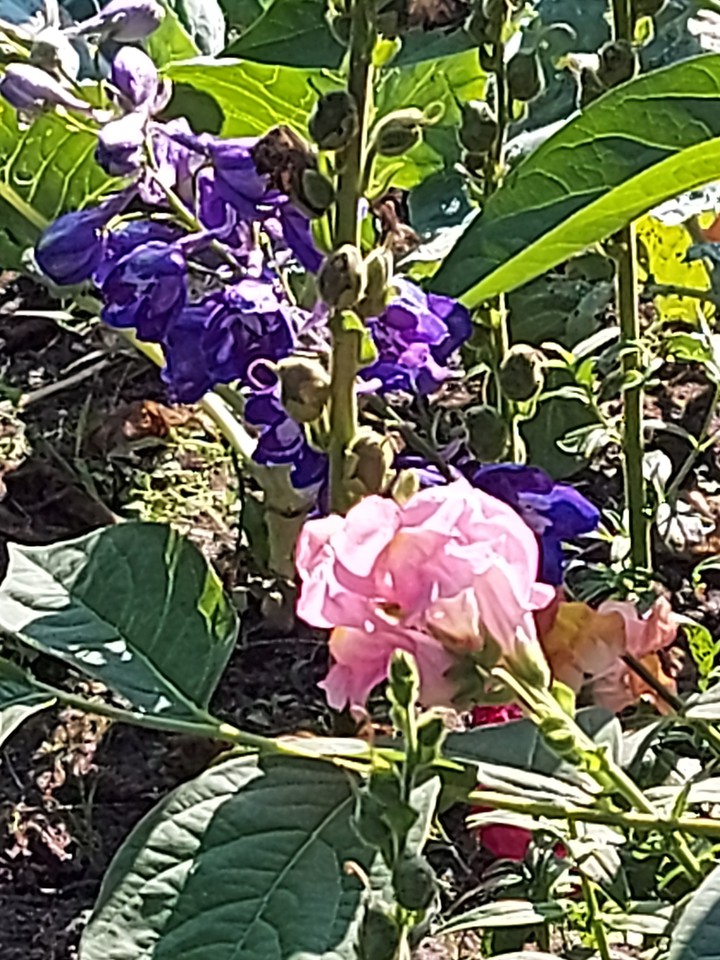 Rittersporn und rose