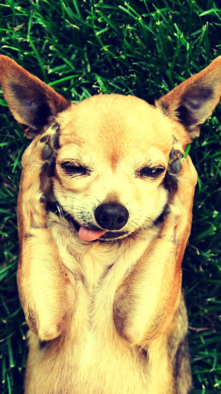 Gold dogs