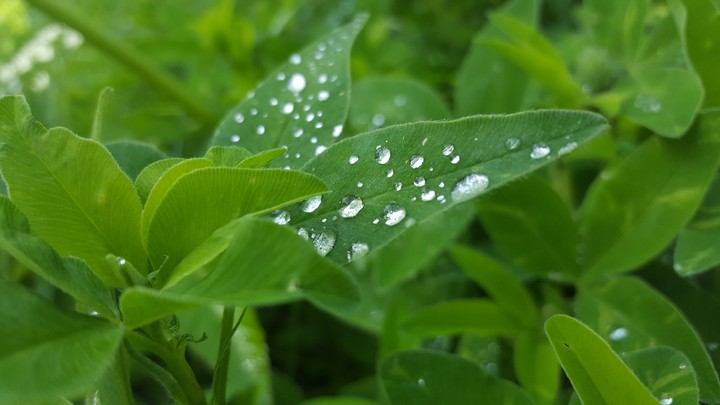 drops