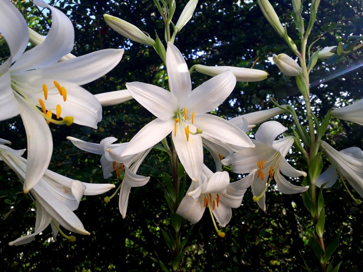 Lilium candidum