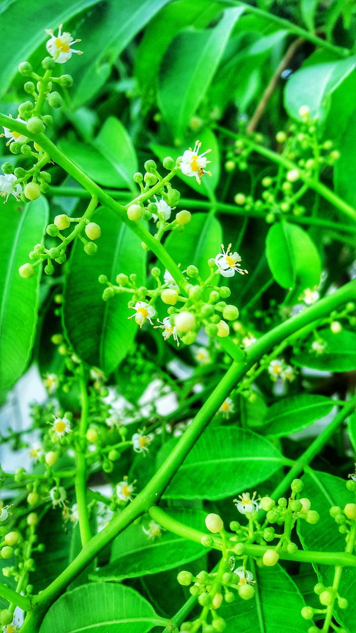 Tiny flowers
