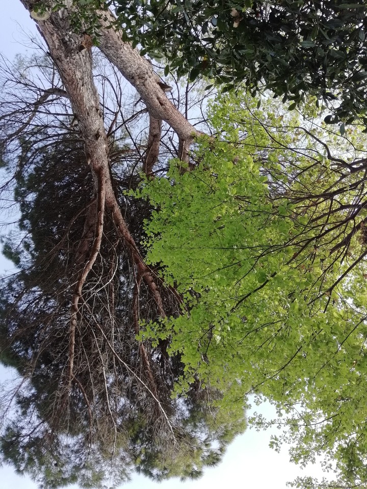 Green Trees