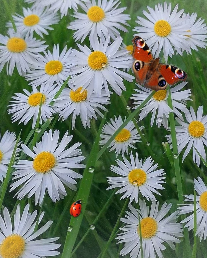 in the meadow...