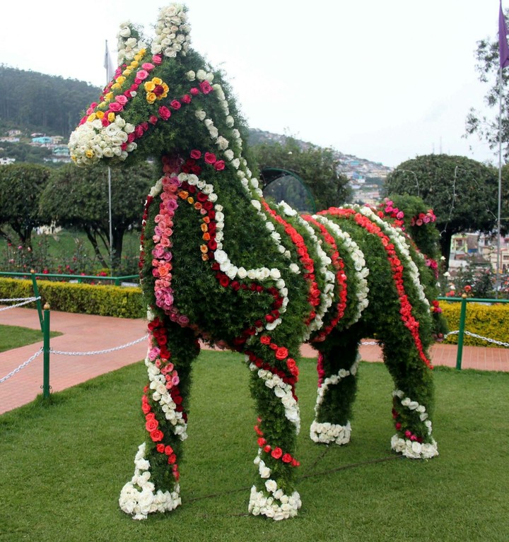 flower's horse