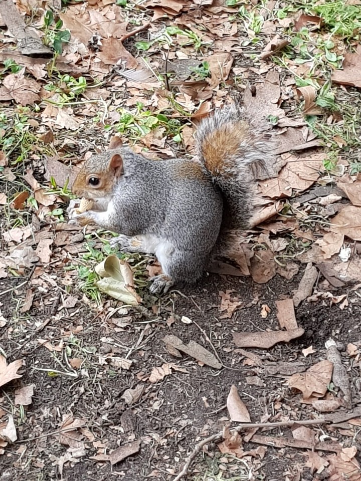 Eichhörnchen