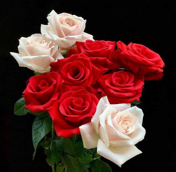 Roses