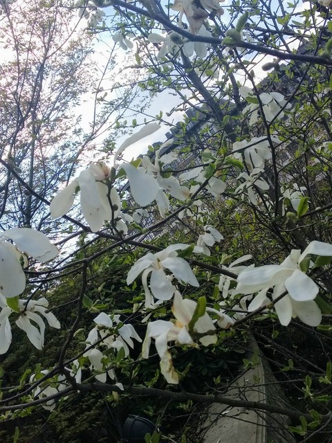 White tenderness