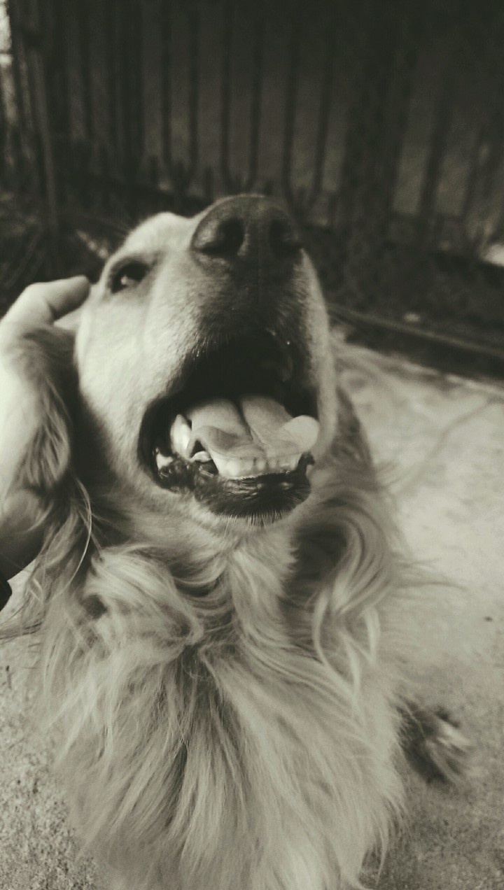 marley