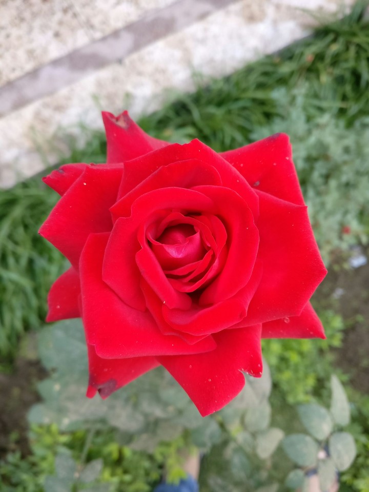 Red Rose