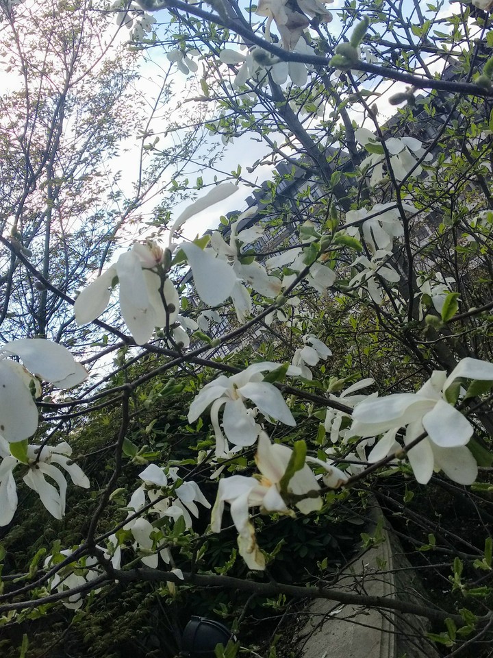 White tenderness