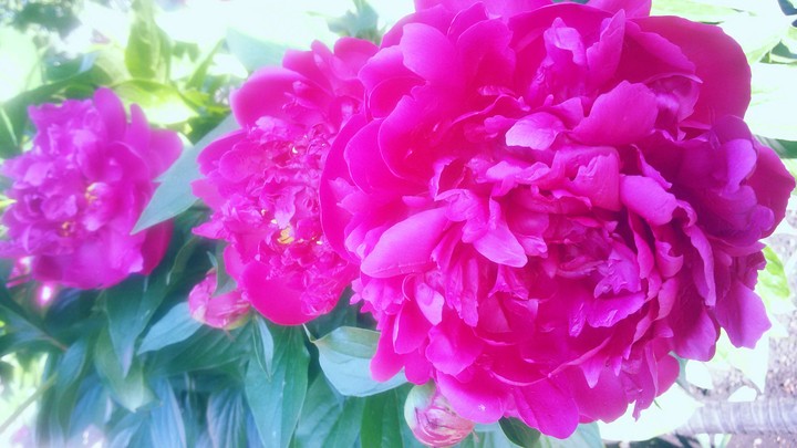 peony