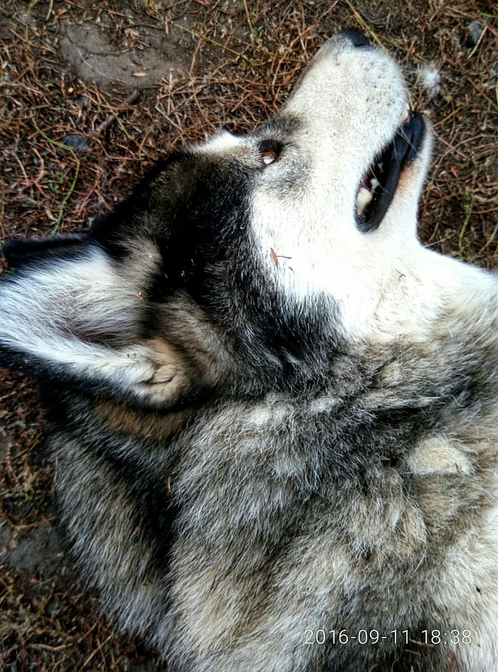 Malamute