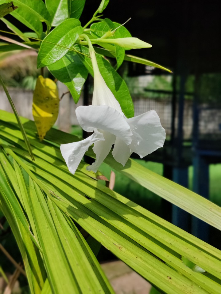WHITE FLOWER