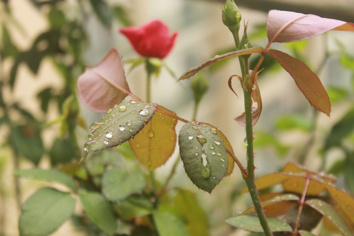 Rain drops