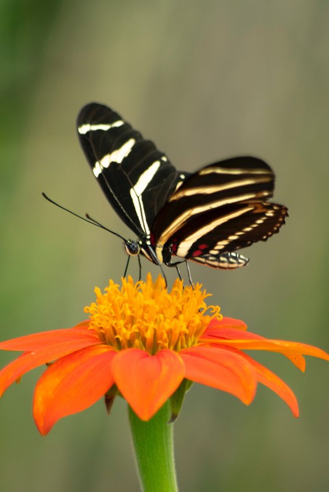 Pollen, butterfly duvar kağıtları
