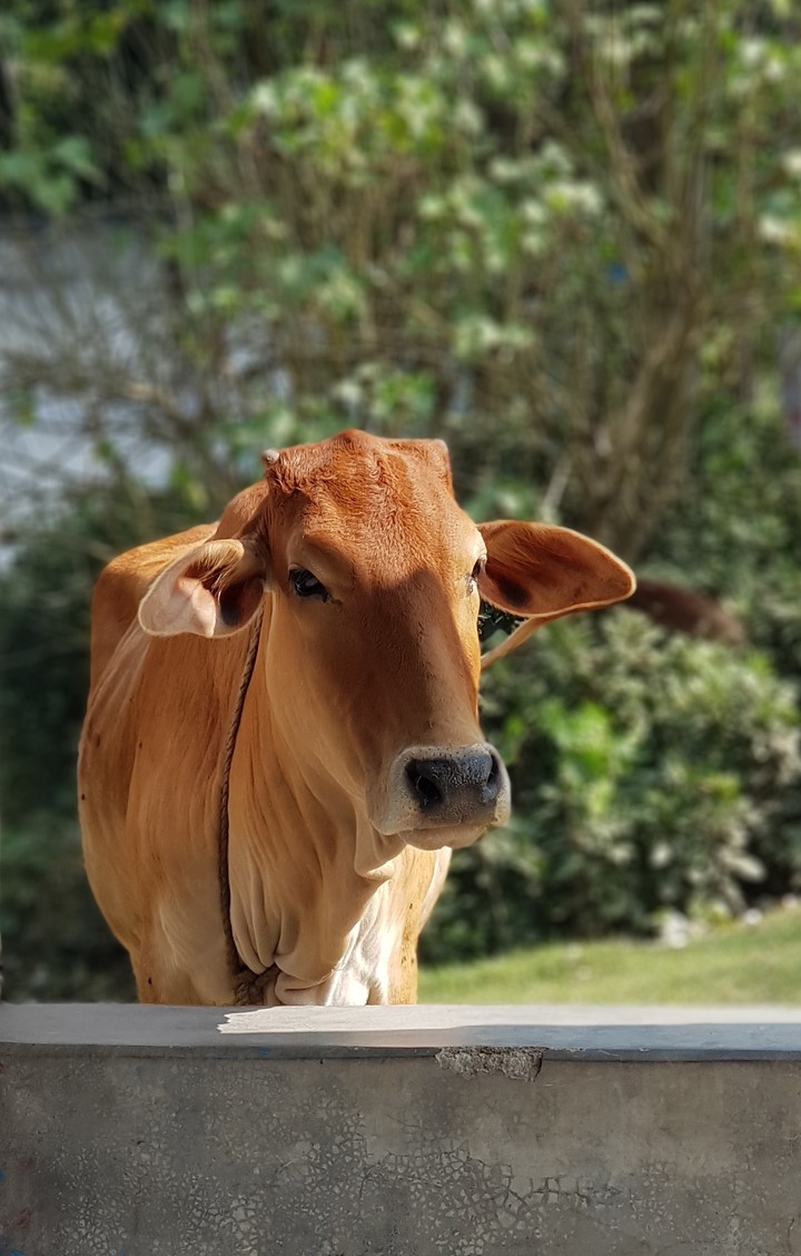Holy Cow